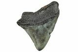 Fossil Megalodon Tooth - South Carolina #236317-1